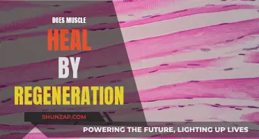 Muscle Healing: Can We Regenerate?
