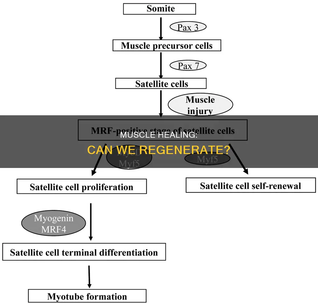 does muscle heal by regeneration
