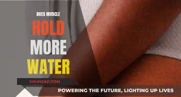Muscle Hydration: Water Retention and Muscle Growth