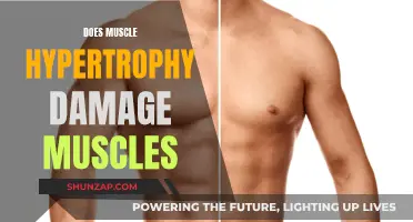 Muscle Hypertrophy: Friend or Foe to Muscles?
