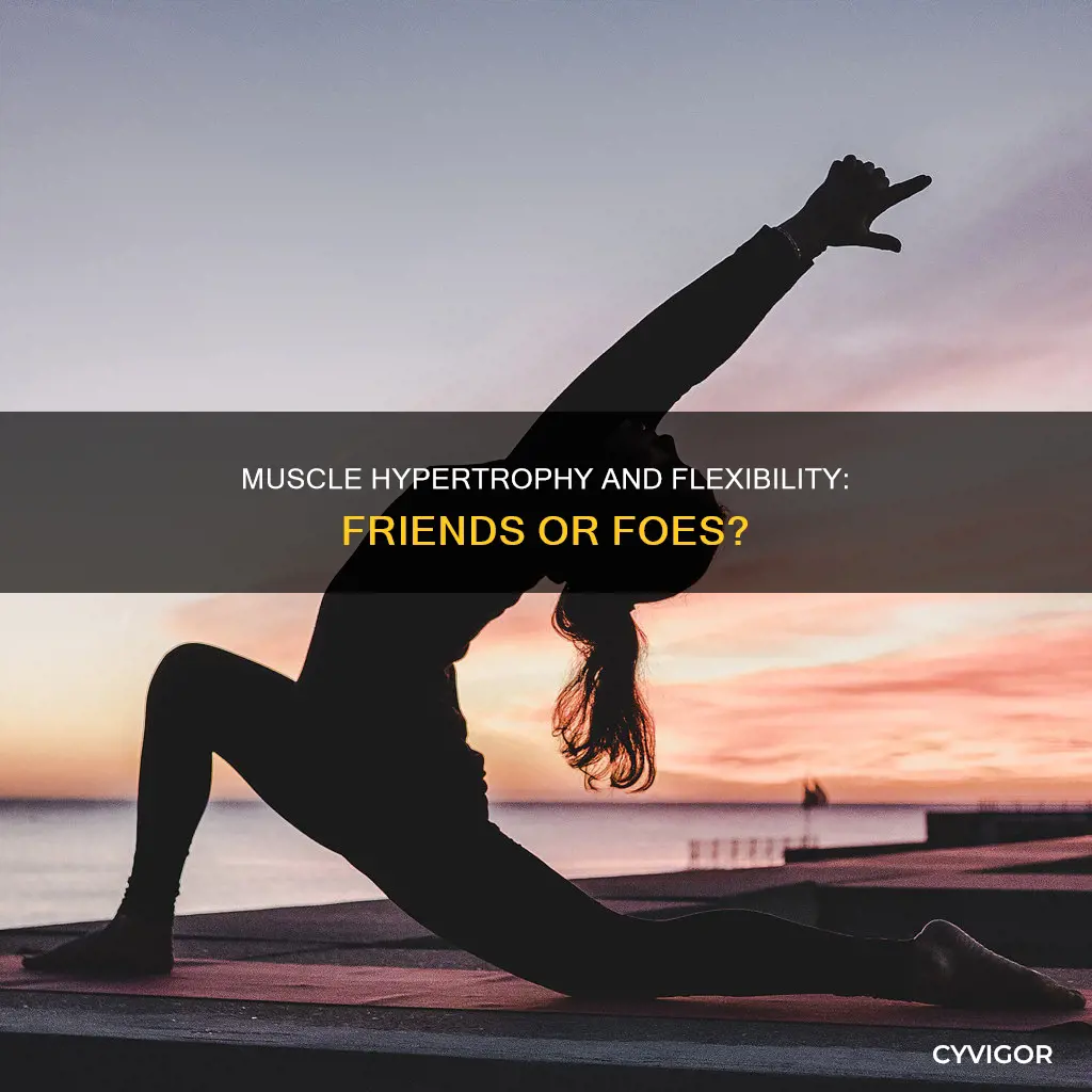 does muscle hypertrophy decrease flexibility