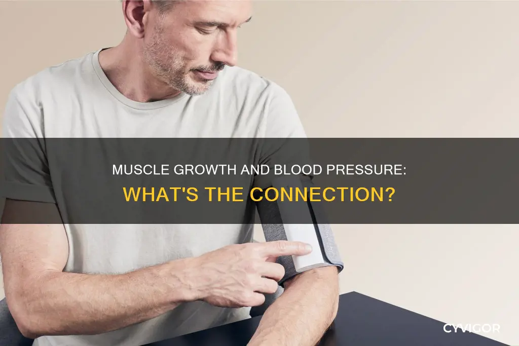 does muscle increase blood pressure
