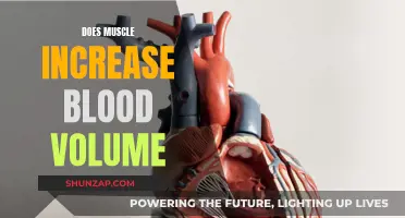 Muscle Growth and Blood Volume: What's the Connection?