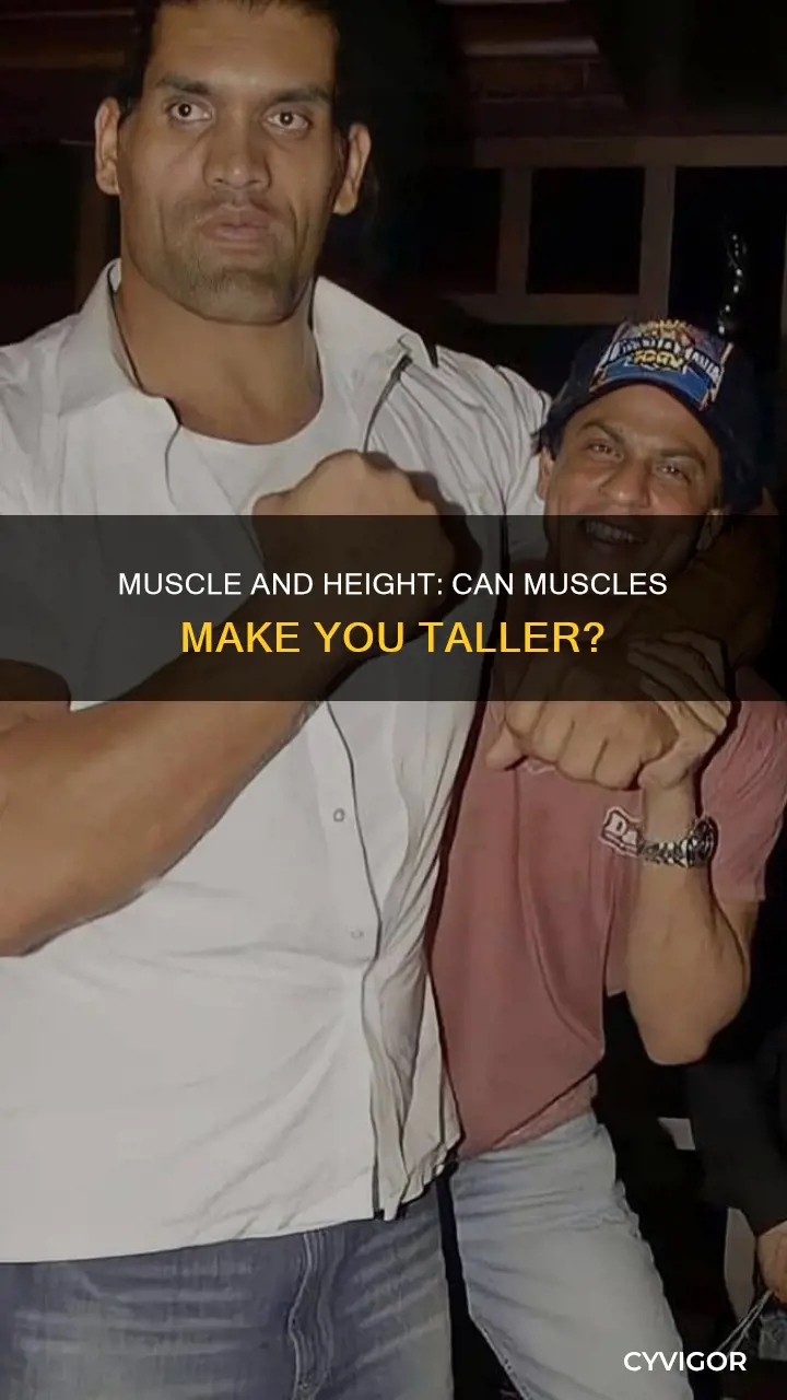 does muscle increase height