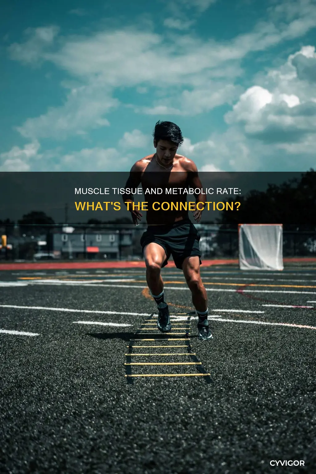 does muscle increase metabolic rate