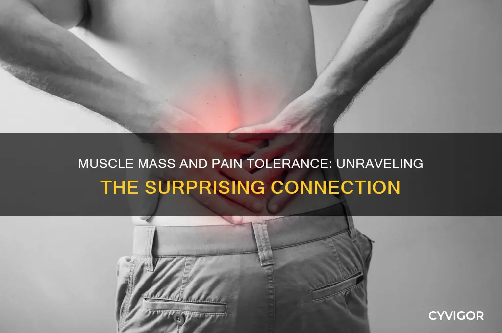 does muscle increase pain tolerance