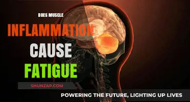 Muscle Inflammation and Fatigue: What's the Link?