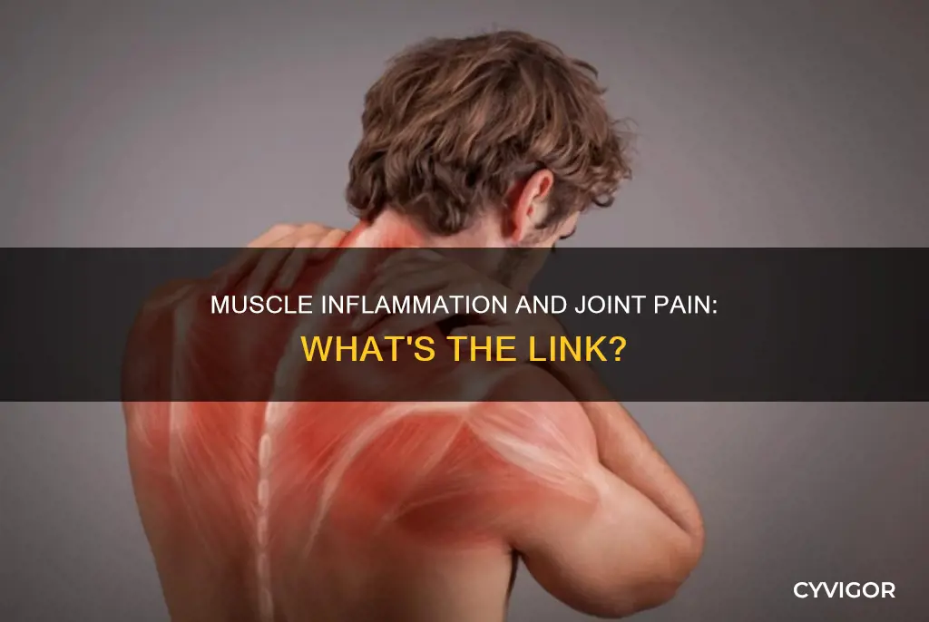 does muscle inflammation cause joint pain