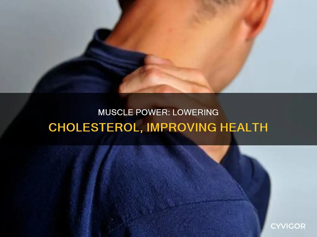 does muscle lower cholesterol