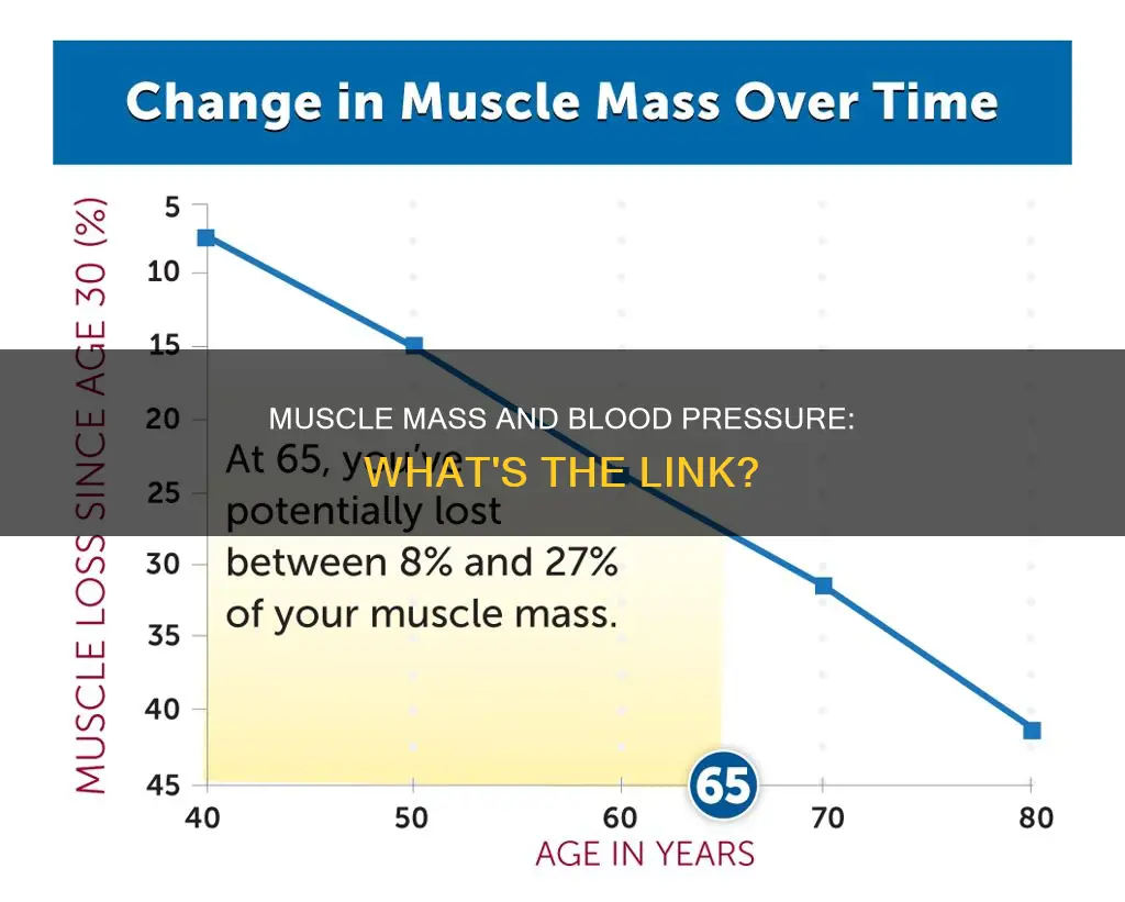 does muscle mass cause high blood pressure