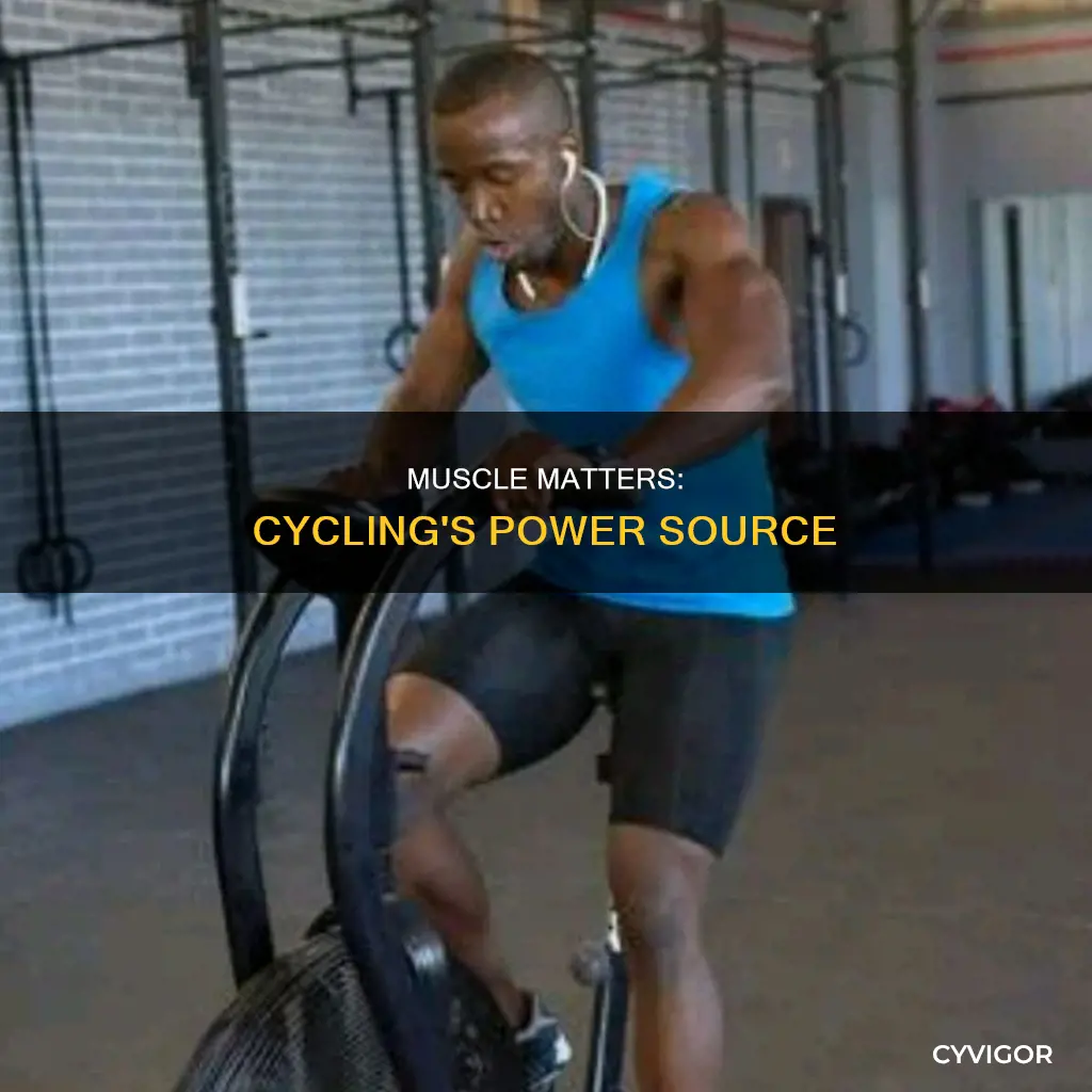 does muscle matter in cycling