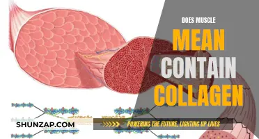 Muscle Meals: Collagen Content and Muscle Means