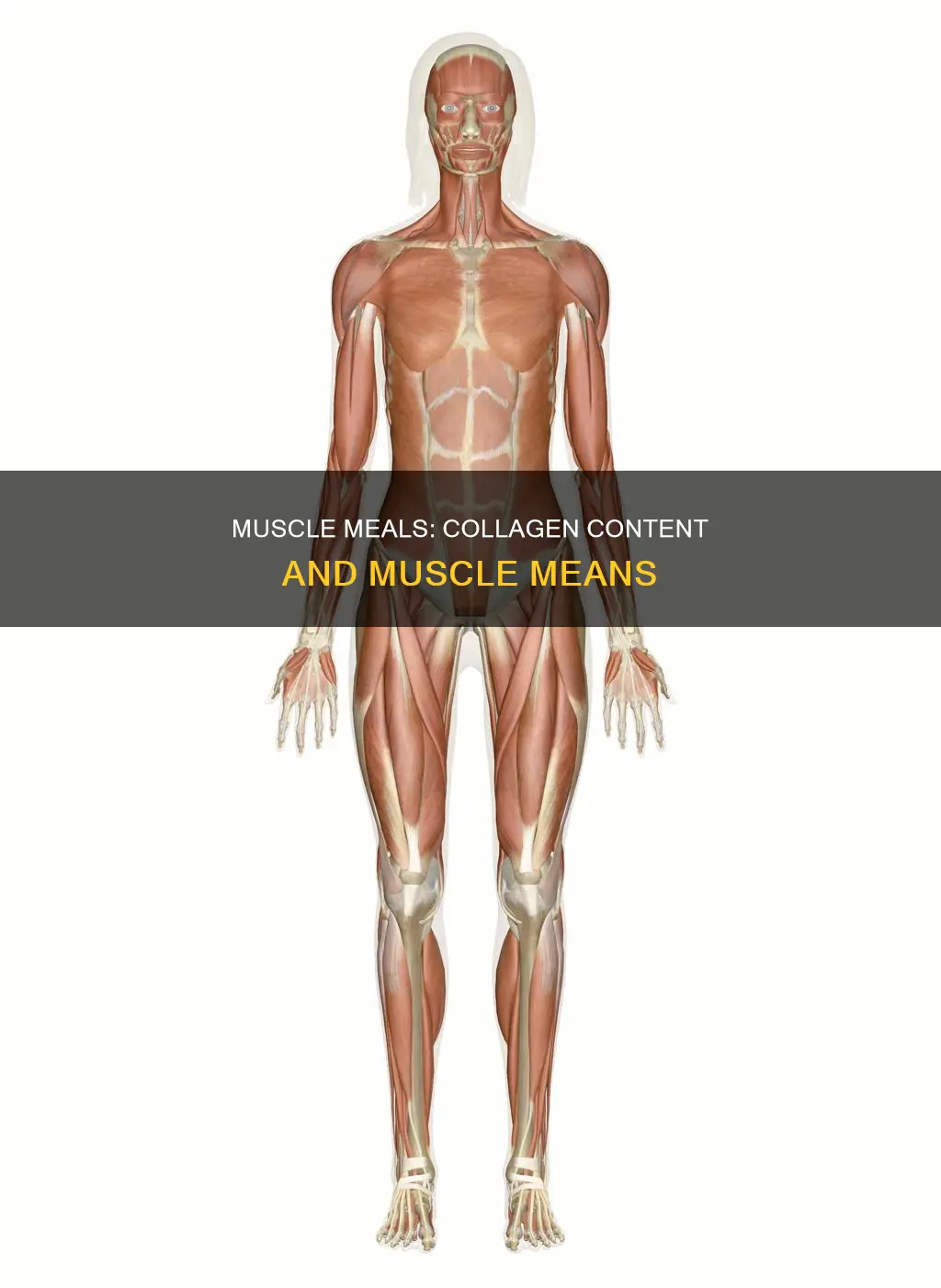 does muscle mean contain collagen