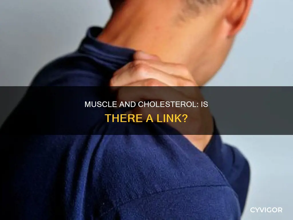 does muscle mean high cholesterol