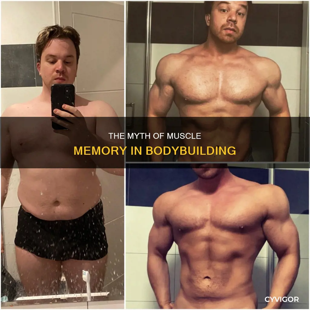 does muscle memory exist bodybuilding