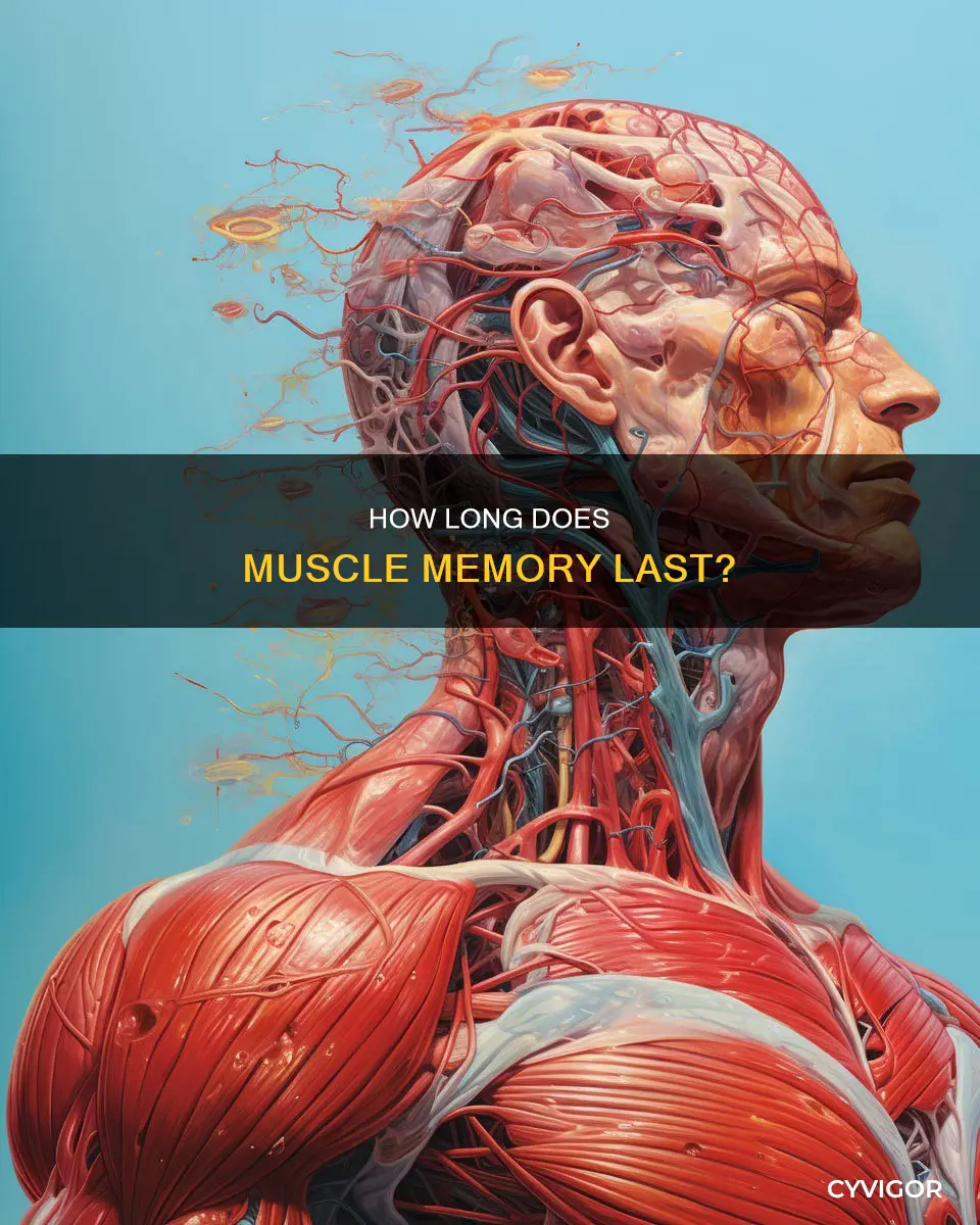 does muscle memory go away