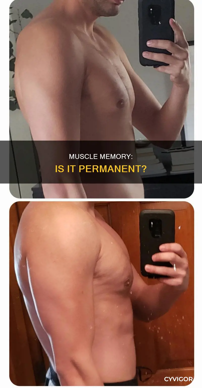 does muscle memory last forever
