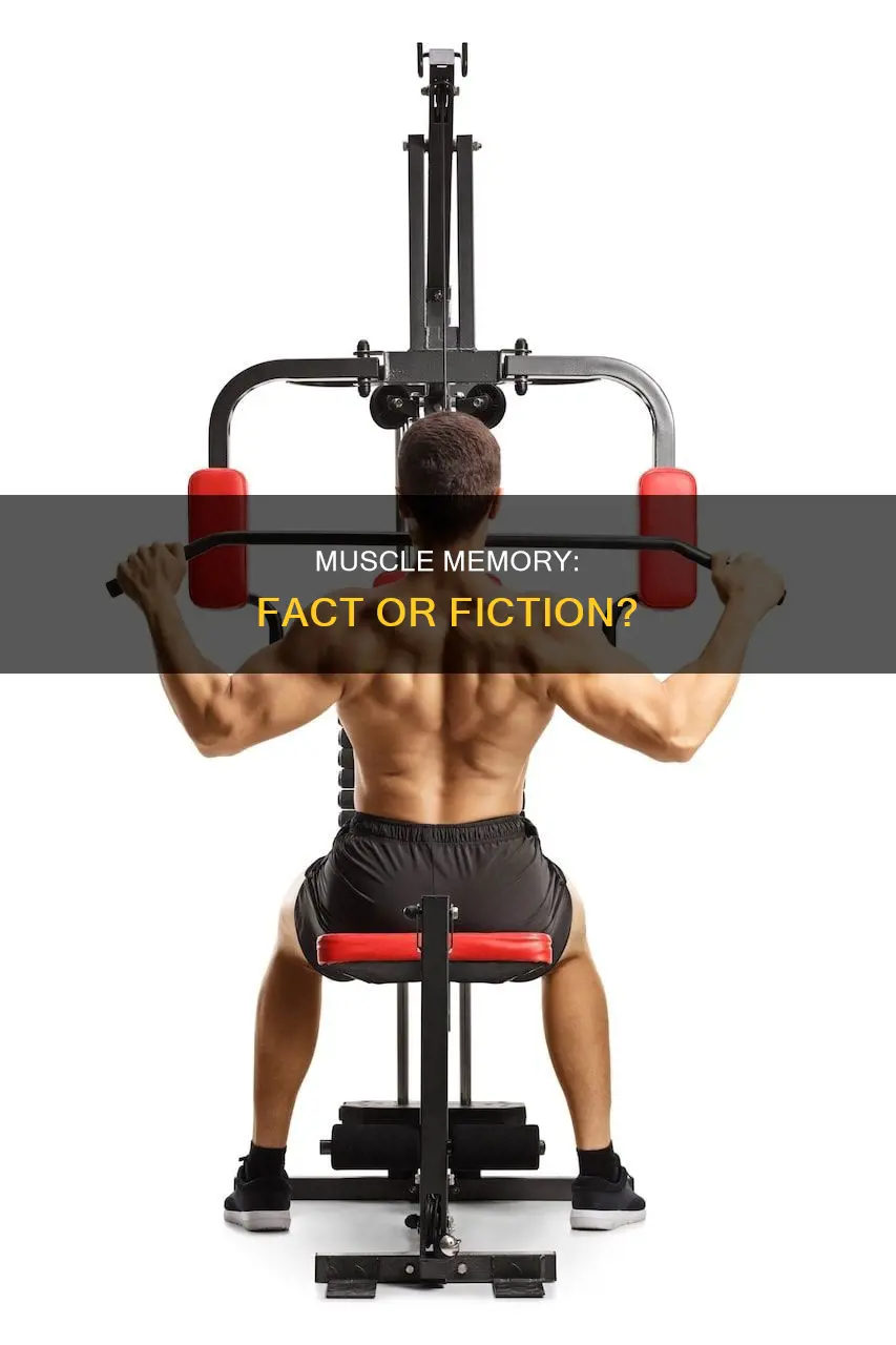 does muscle memory really exist