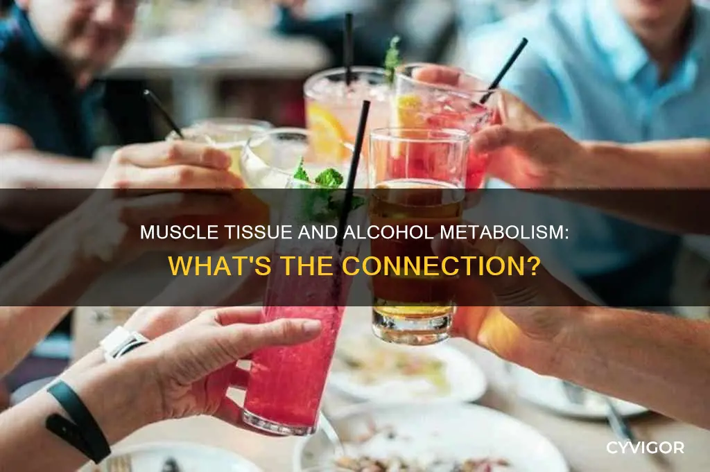 does muscle metabolize alcohol