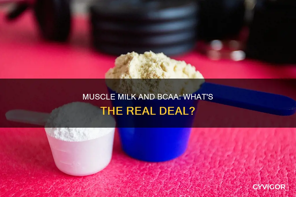 does muscle milk contain bcaa