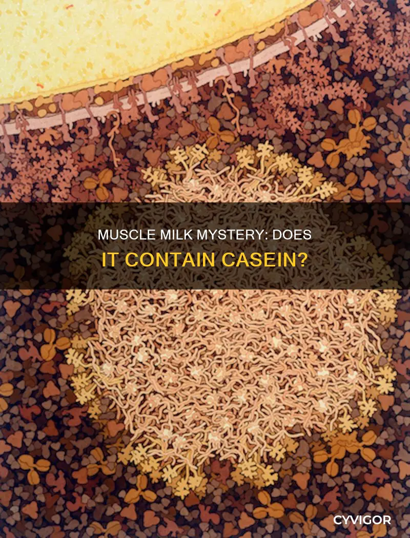 does muscle milk contain casein
