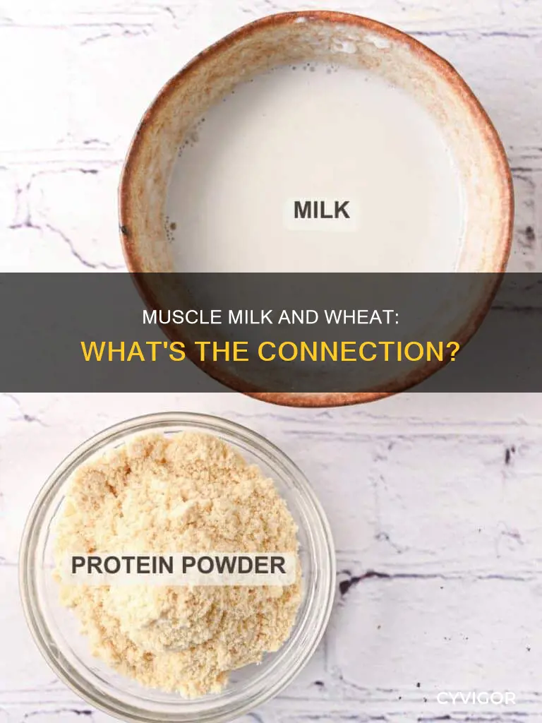 does muscle milk contain wheat