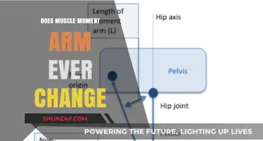 Does Muscle Moment Arm Change During Movement or Posture Adjustments?