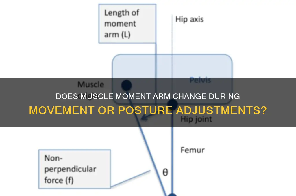 does muscle moment arm ever change