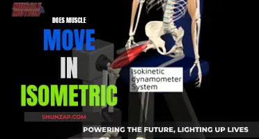 Understanding Isometric Exercises: Muscle Movement Explained