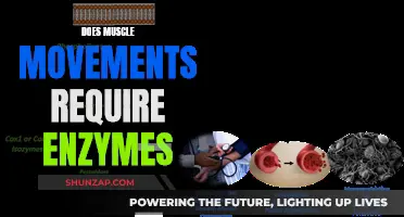 Muscle Movement: Enzymes' Essential Role Explored