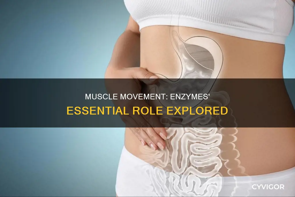 does muscle movements require enzymes