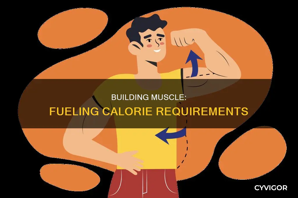does muscle need more calories