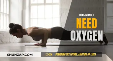 Muscle Function: Oxygen's Role Explored