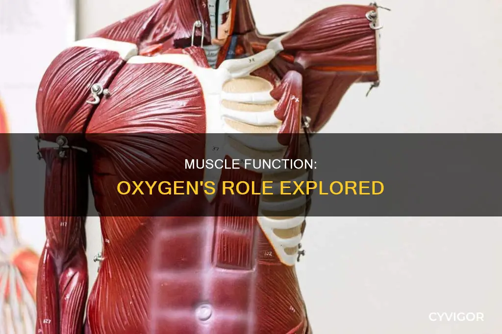 does muscle need oxygen