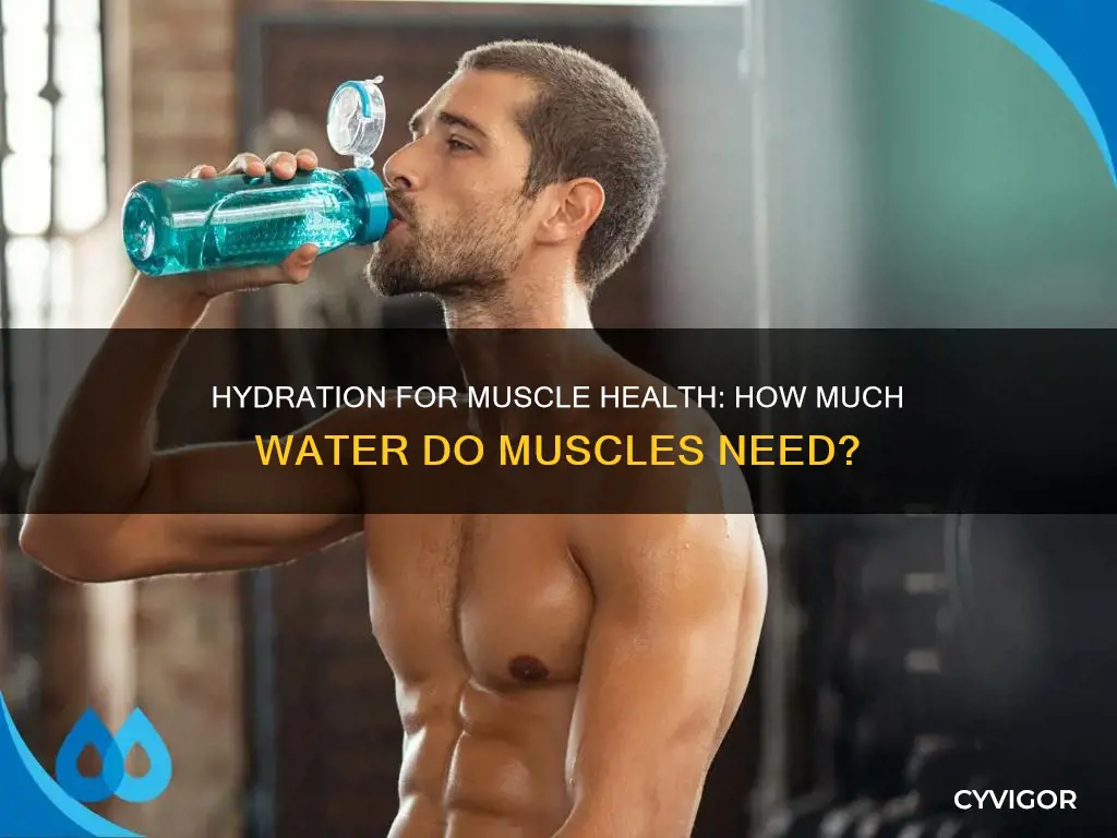 does muscle need water