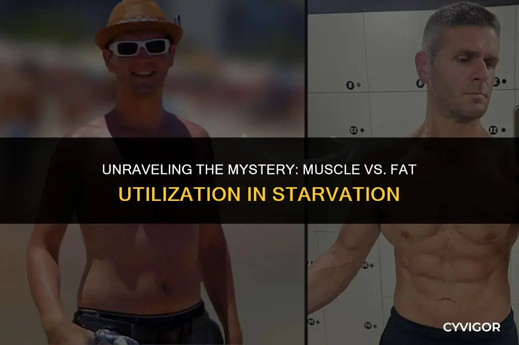 does muscle or fat get used first in starvation