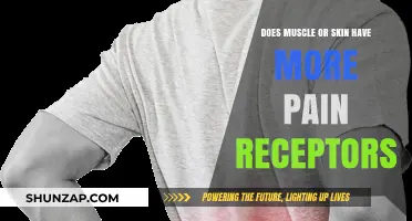 Muscle vs. Skin: Which Has More Pain Receptors?