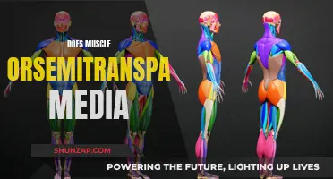 Understanding Muscle and Semitransparent Media: What's the Science?
