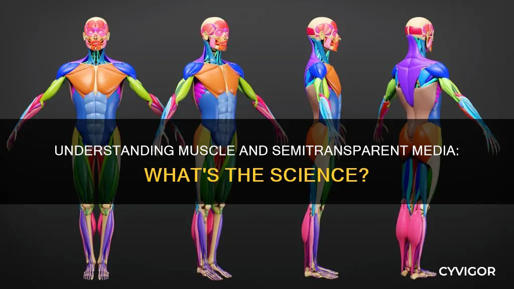 does muscle orsemitransparent media