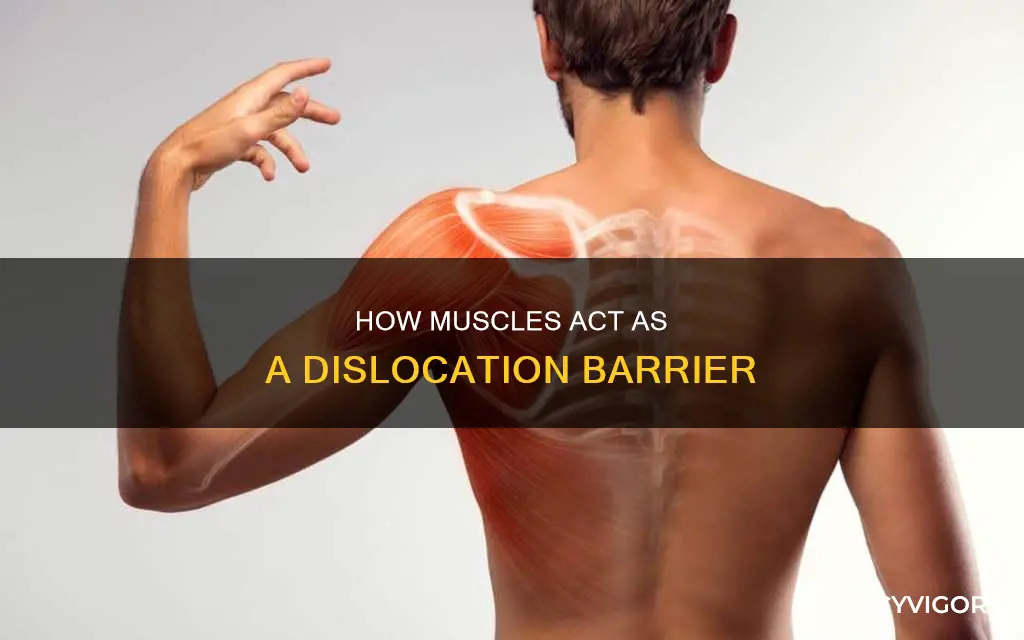 does muscle prevent dislocation