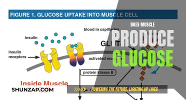 Muscle and Glucose: What is the Relationship?