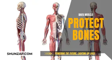 How Muscles Safeguard Our Bones: A Vital Relationship