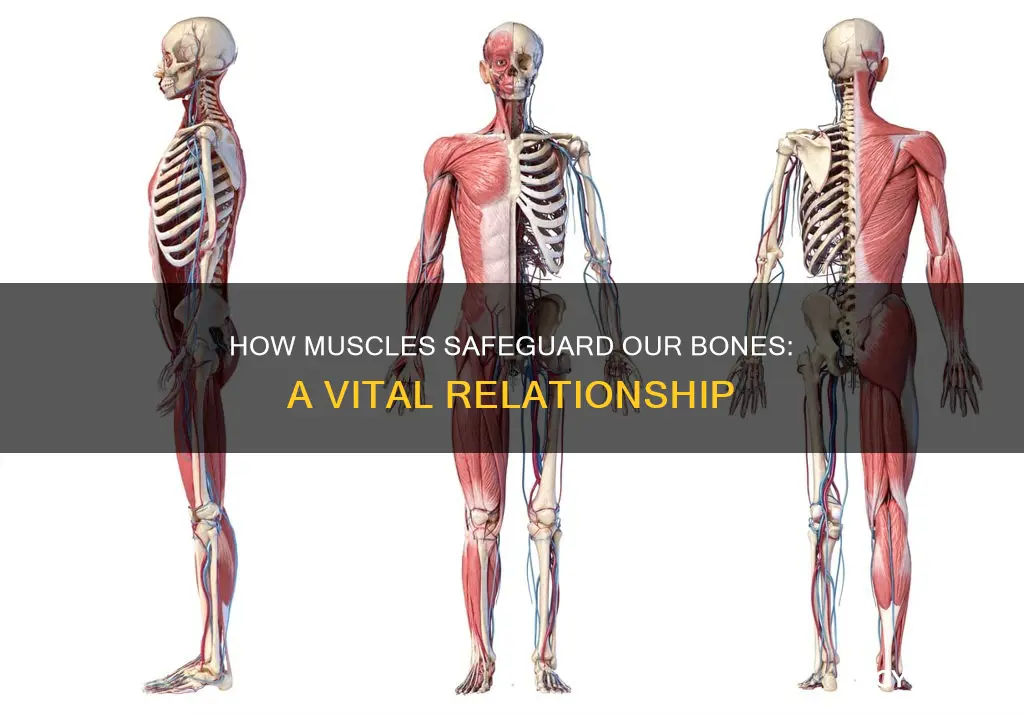 does muscle protect bones