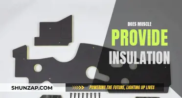 Muscle Insulation: Fact or Fiction?