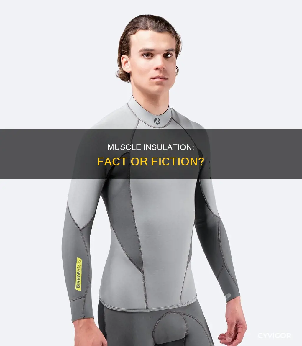 does muscle provide insulation