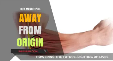 Muscle Detachment: Understanding if Muscles Pull Away from Their Origin