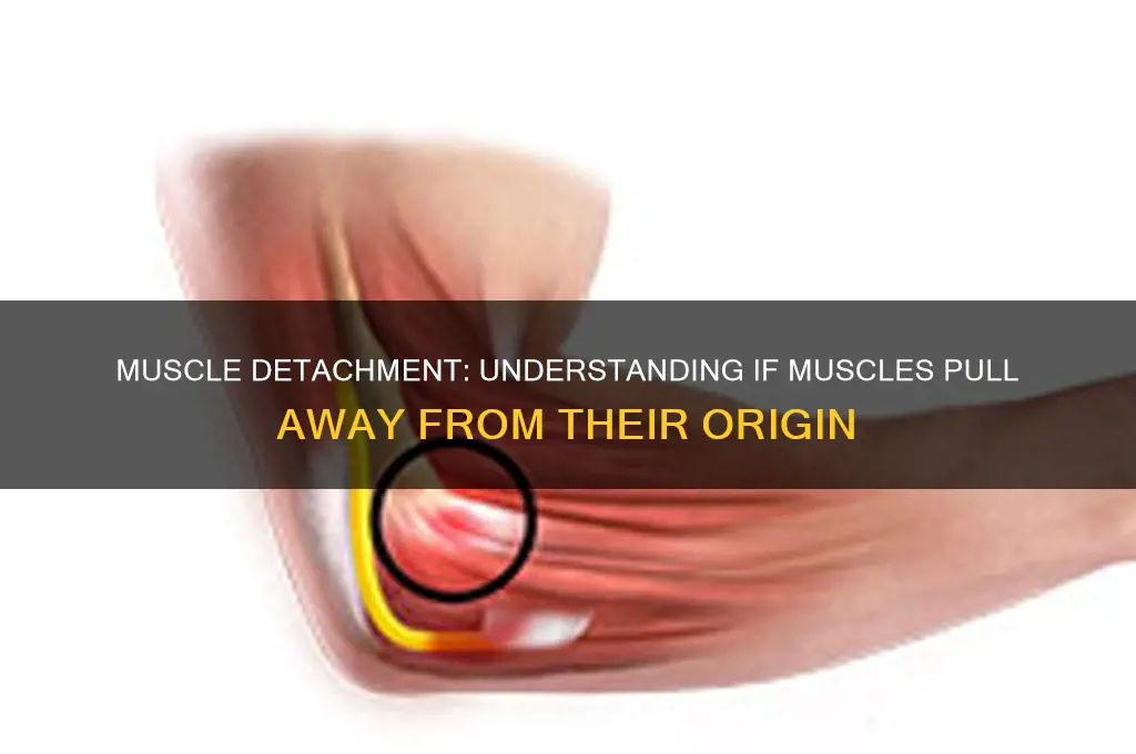does muscle pull away from origin