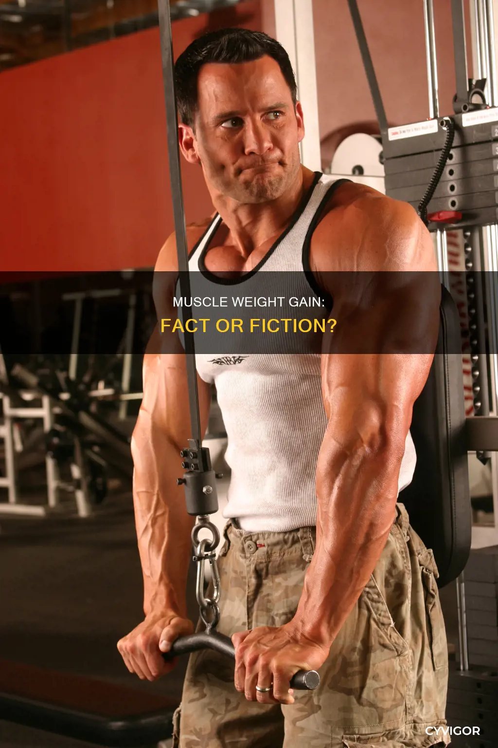 does muscle put on weight