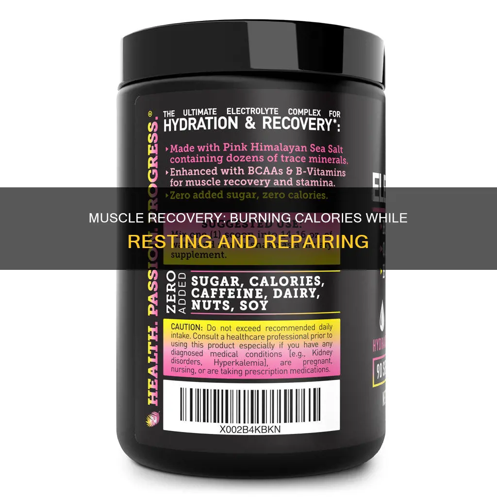 does muscle recovery burn calories
