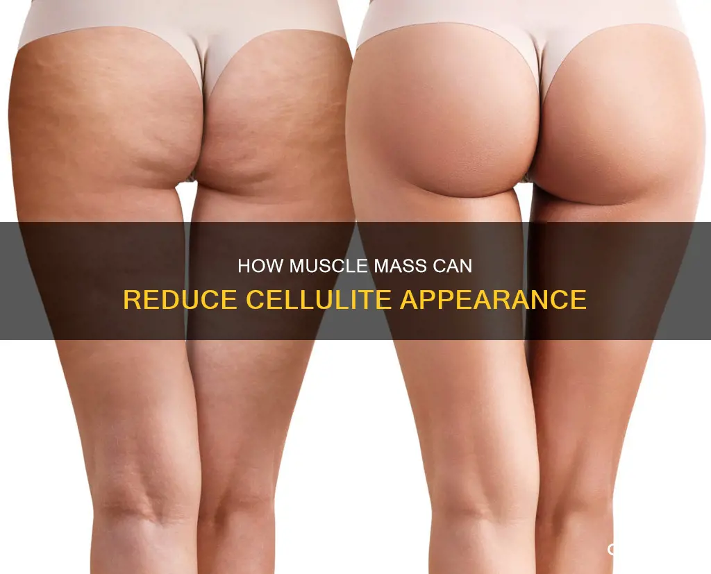 does muscle reduce cellulite